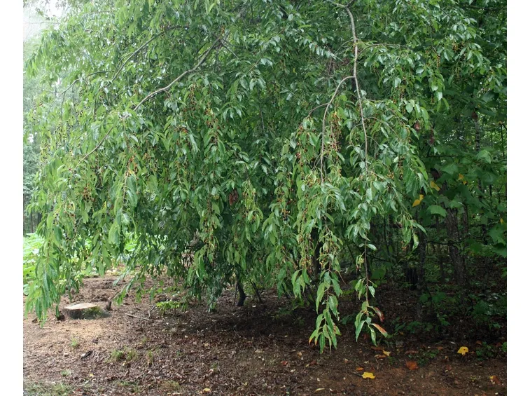 Chioma albero amareno