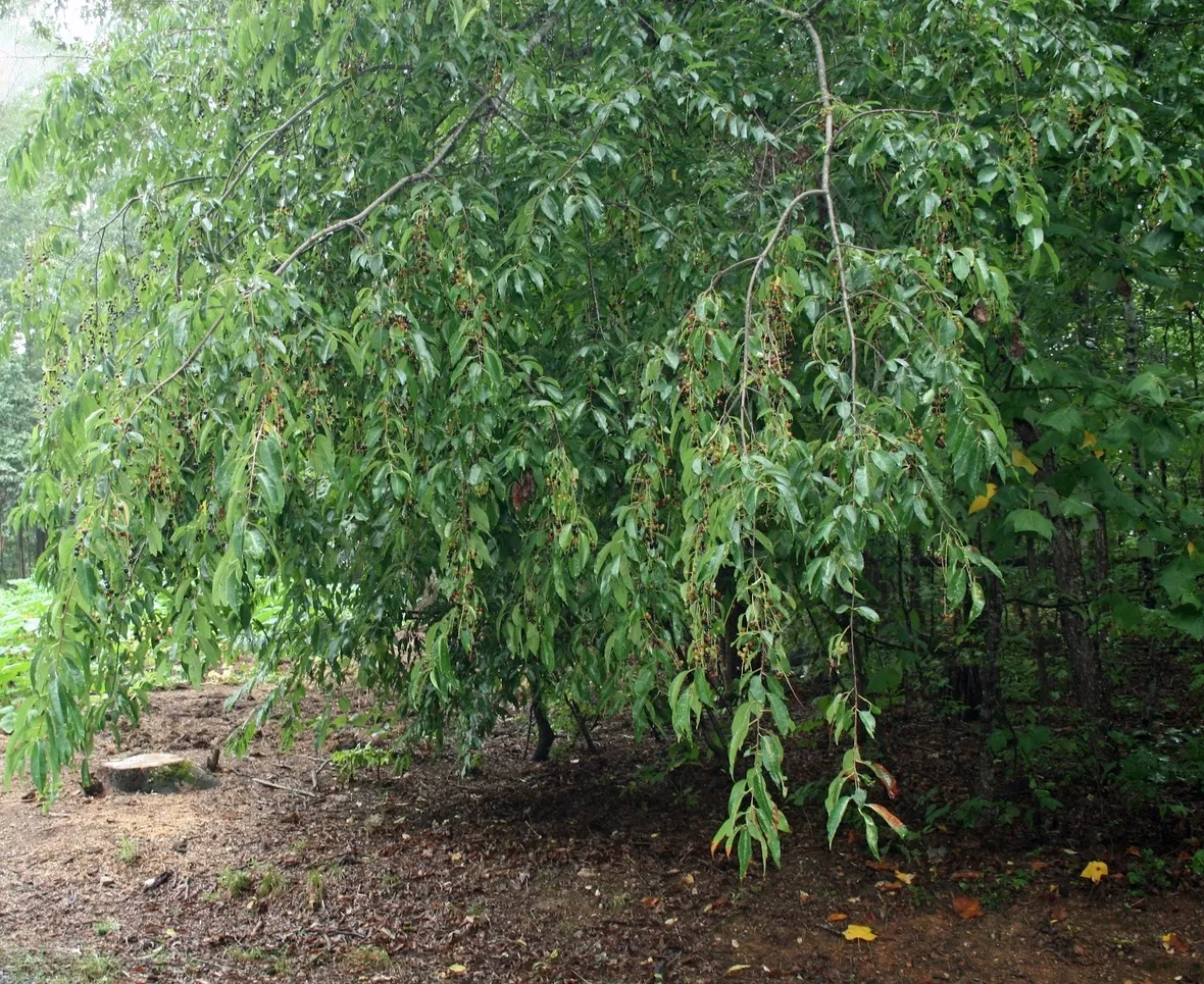 Chioma albero amareno