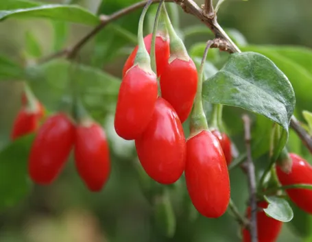Bacche di goji mature