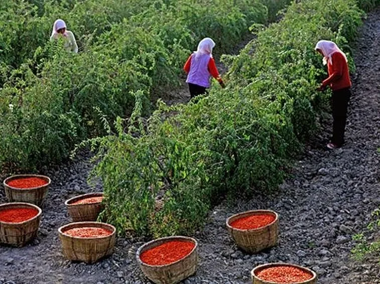 Coltivazione bacche di goji