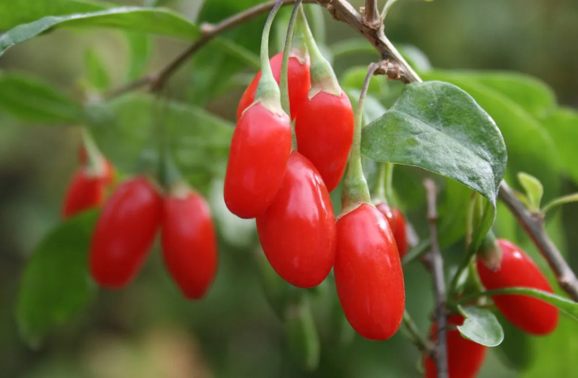 Bacche di goji mature