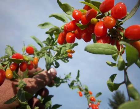 Le bacche della pianta di goji