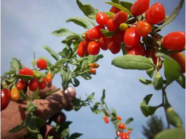 Le bacche della pianta di goji