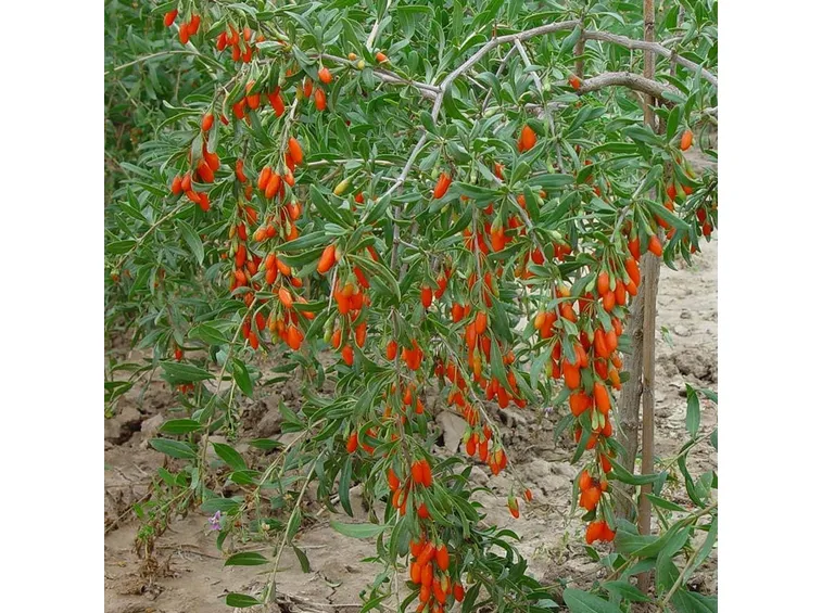 La pianta delle bacche di Goji