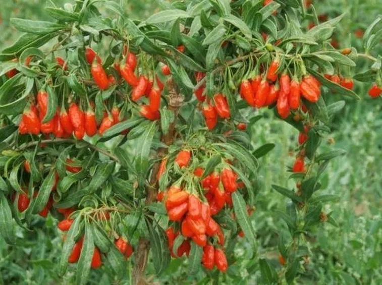 Pianta con bacche di goji mature