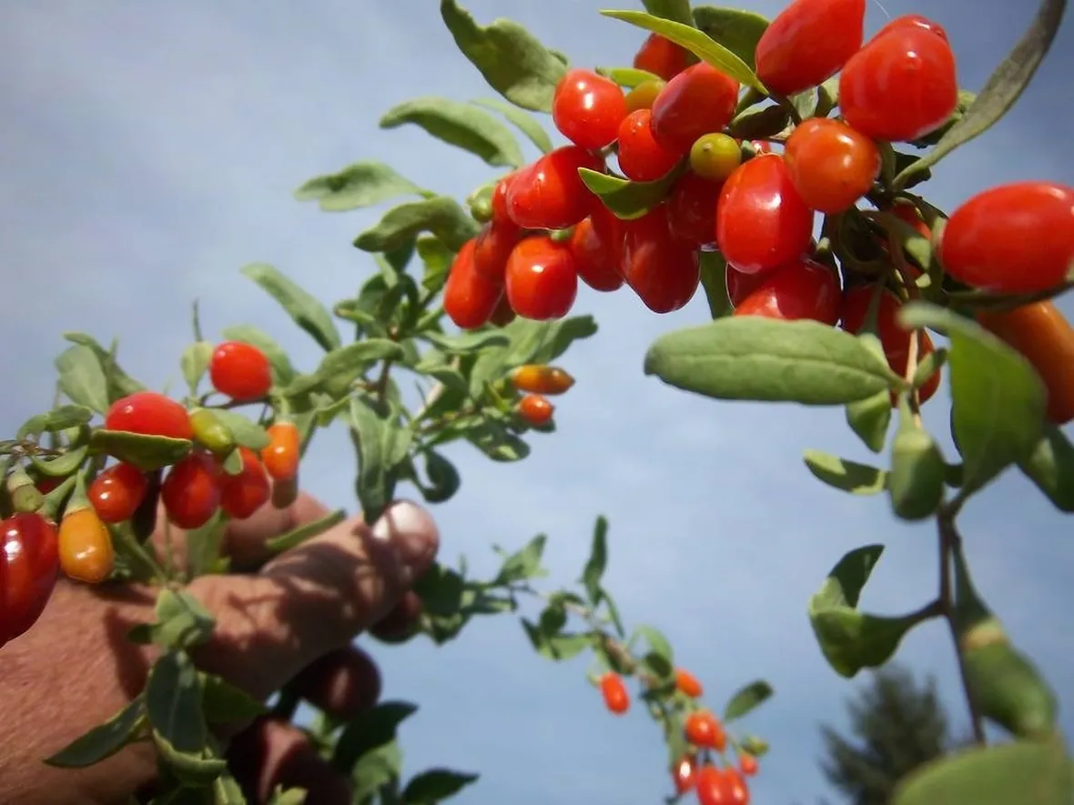 Le bacche della pianta di goji