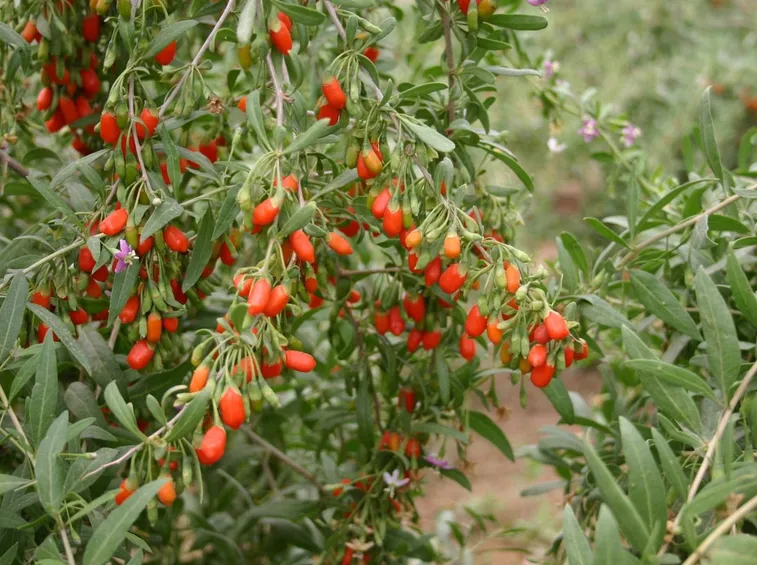 Pianta di goji