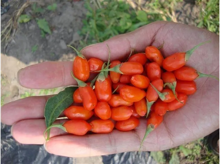Raccolta dei frutti di goji