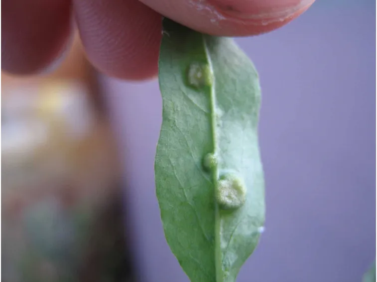 Foglia di goji malata