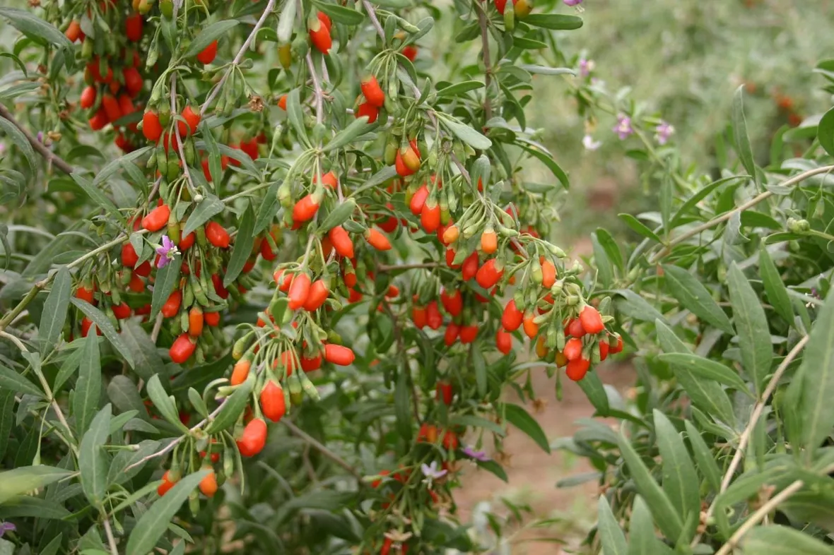 Pianta di goji