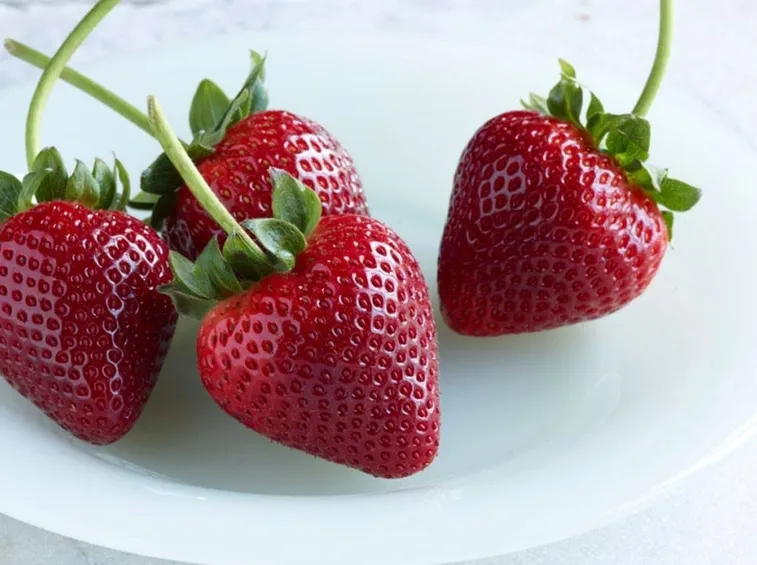 Le fragole nel terreno: hanno bisogno di protezione