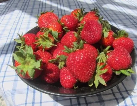 Fragole appena servite sulla tavola.