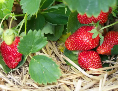 fragole mature