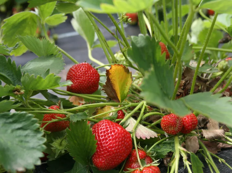 Coltivare fragole