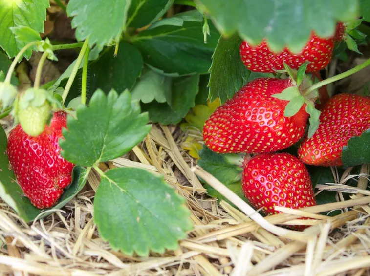 fragole mature
