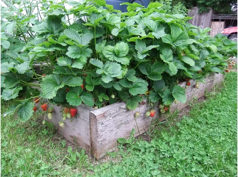 Aiuola di fragole