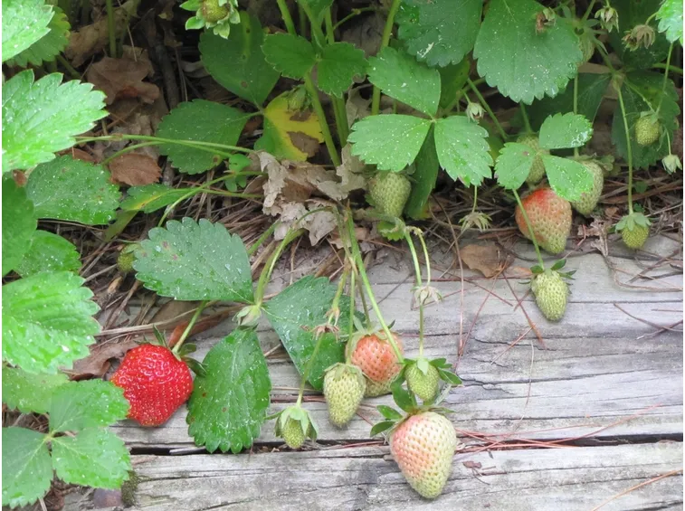 Fragole quasi mature