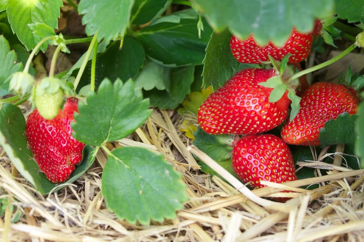 fragole mature
