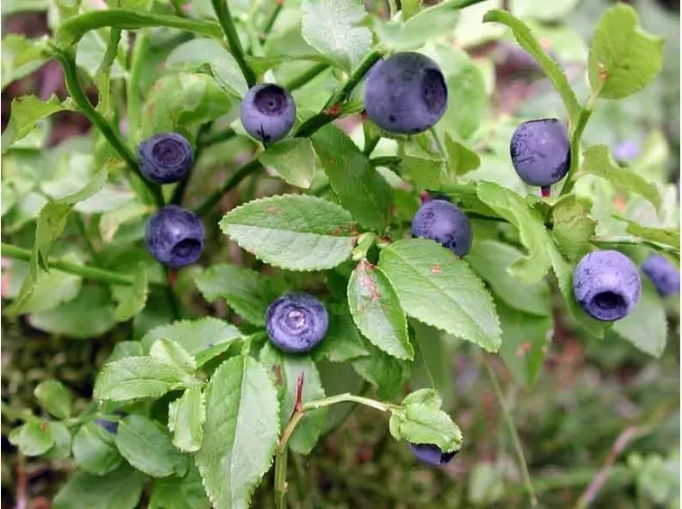 Myrtillus