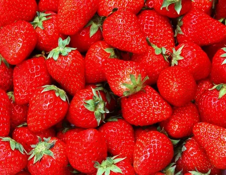 Il frutto della fragola
