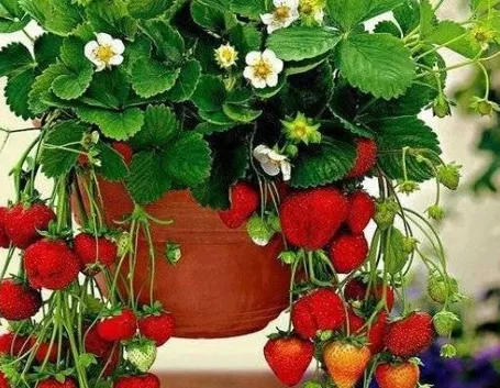 Una pianta di fragole in vaso