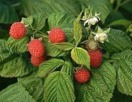 La pianta di lamponi e il suo frutto.