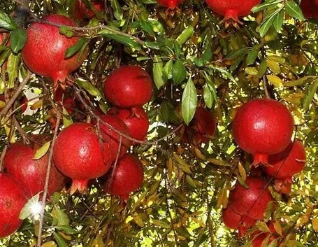 Frutti della pianta del melograno
