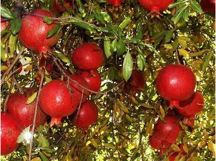 Frutti della pianta del melograno