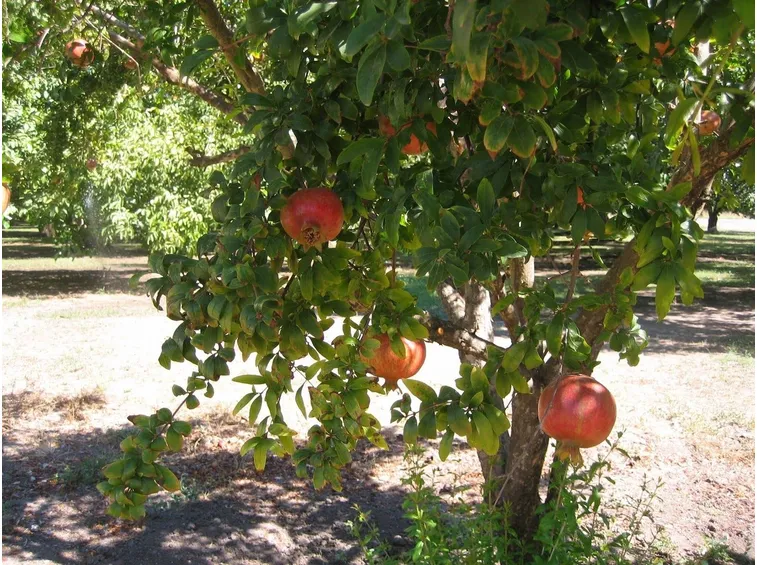 Pianta di melograno