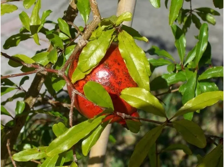 Varietà di pianta di melograno