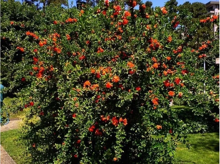 Melograno in fiore