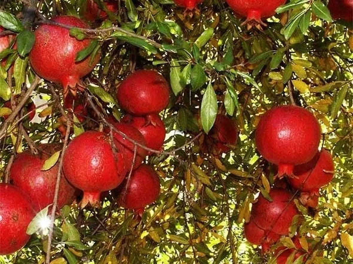 Frutti della pianta del melograno
