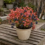 Perché l'autunno conta per il mirtillo in vaso