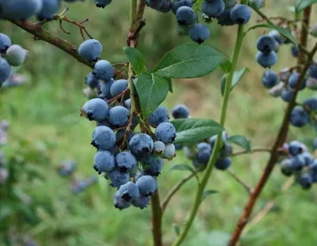 Piante di mirtillo