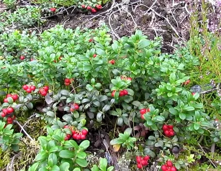 Mirtillo rosso