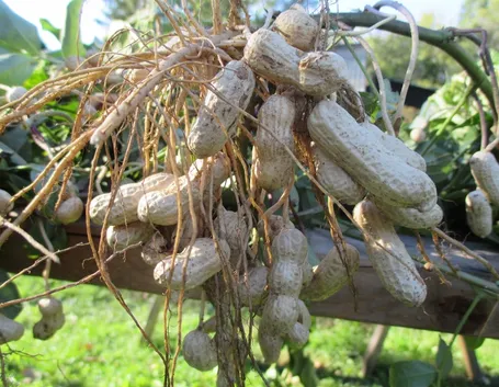 Baccelli arachide