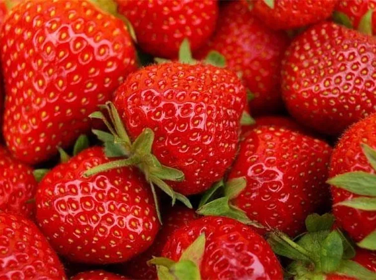 Acheni, i veri frutti