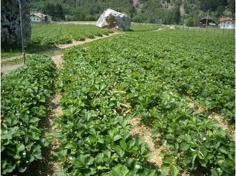 Vasta piantagione di fragole