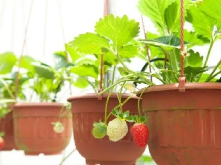 Piantine di fragola in vaso