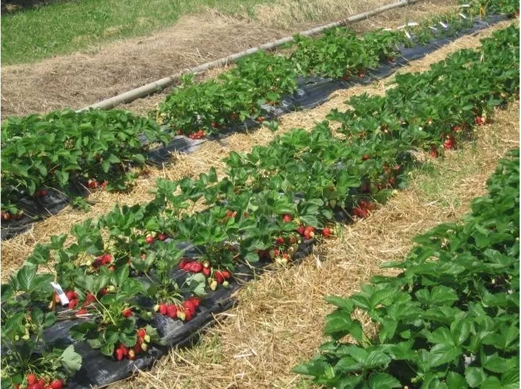 Terreno ricoperto di paglia