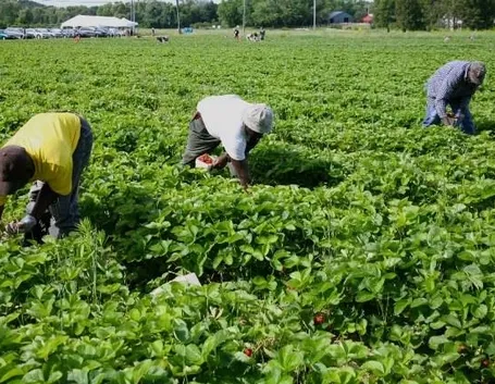 Una grande coltivazione di fragole