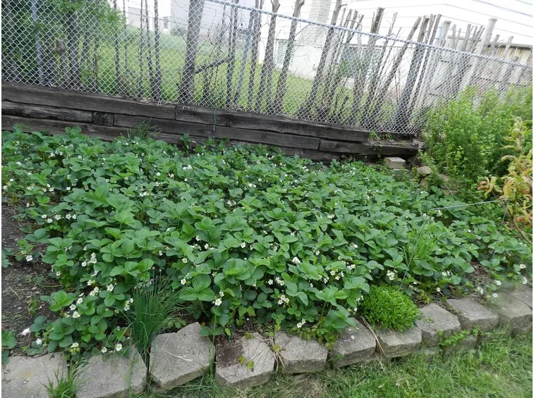 Piante di fragole disposte su file
