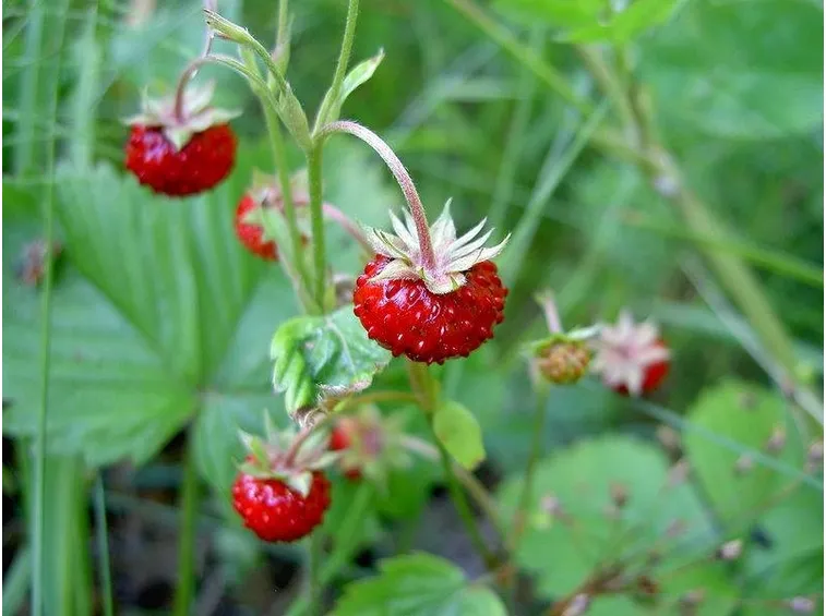 Fragole della varietà bifera
