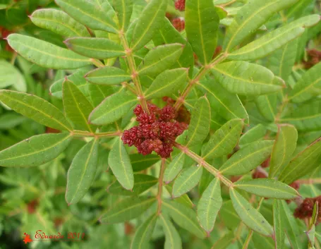Ramo pianta pistacchio
