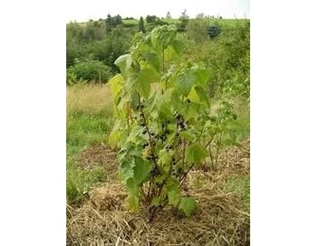 Cespuglio di ribes bianco
