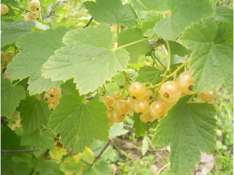 Dettaglio di foglie e grappolo