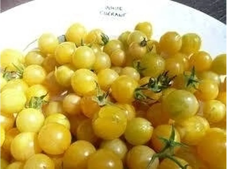 Bacche mature