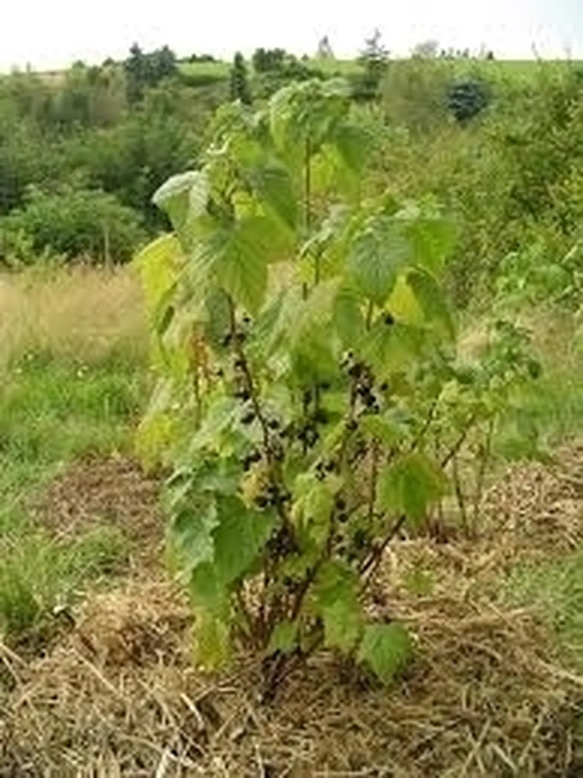 Cespuglio di ribes bianco