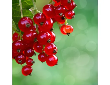 Ribes bacche