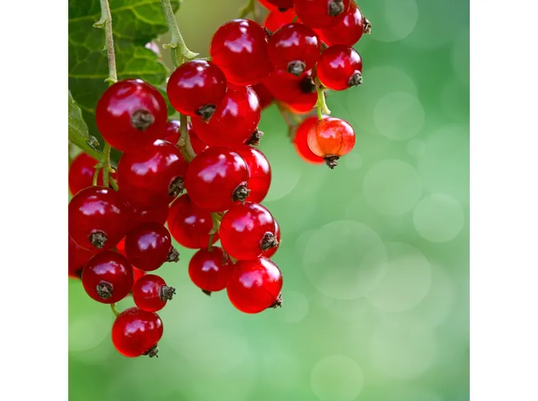 Ribes bacche